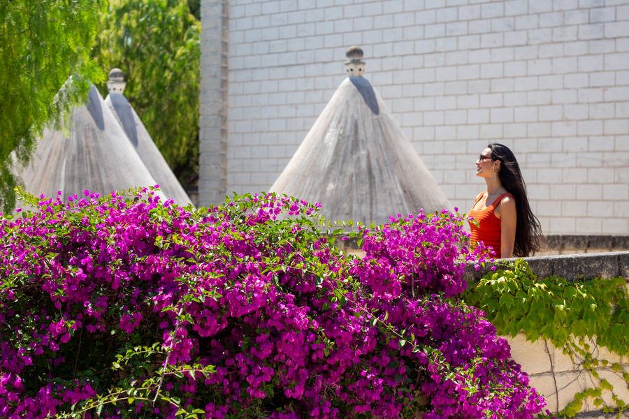 Trulli e bougainvillee nel giardino dell'hotel
