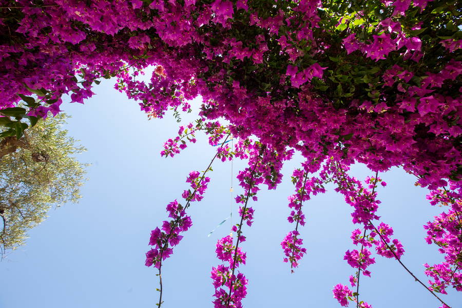 Bougainvillee fucsia contro il cielo del borgo